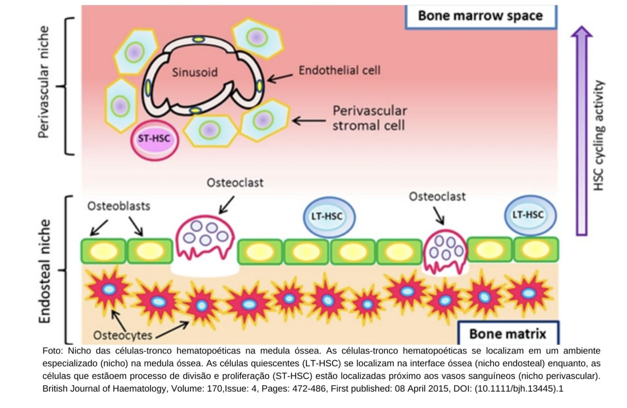 Hematopoese: um paradigma envolvente